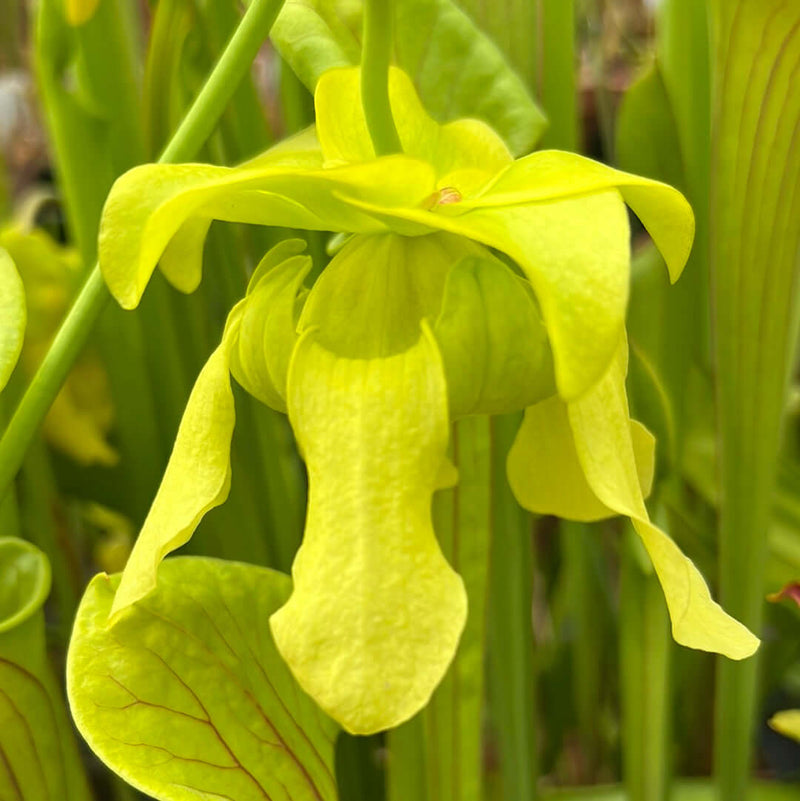 Sarracenia Flava Var. Ornata Super Ornata