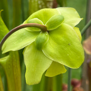 Sarracenia × excellens - Yellow Flower