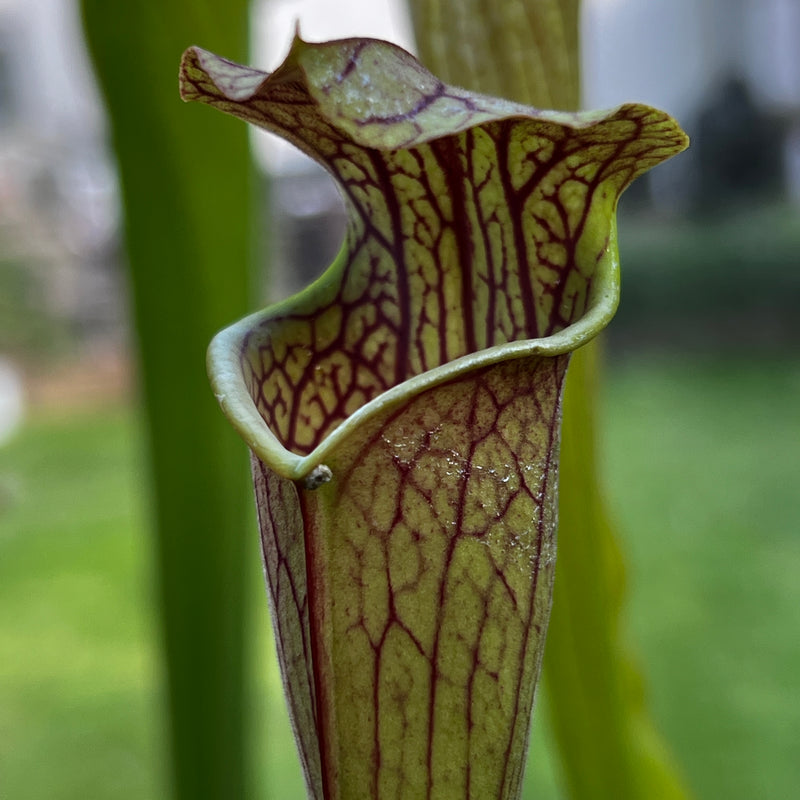 Sarracenia × areolata (alata 'Night' X leucophylla) X alata 'Night' - Christian Klein