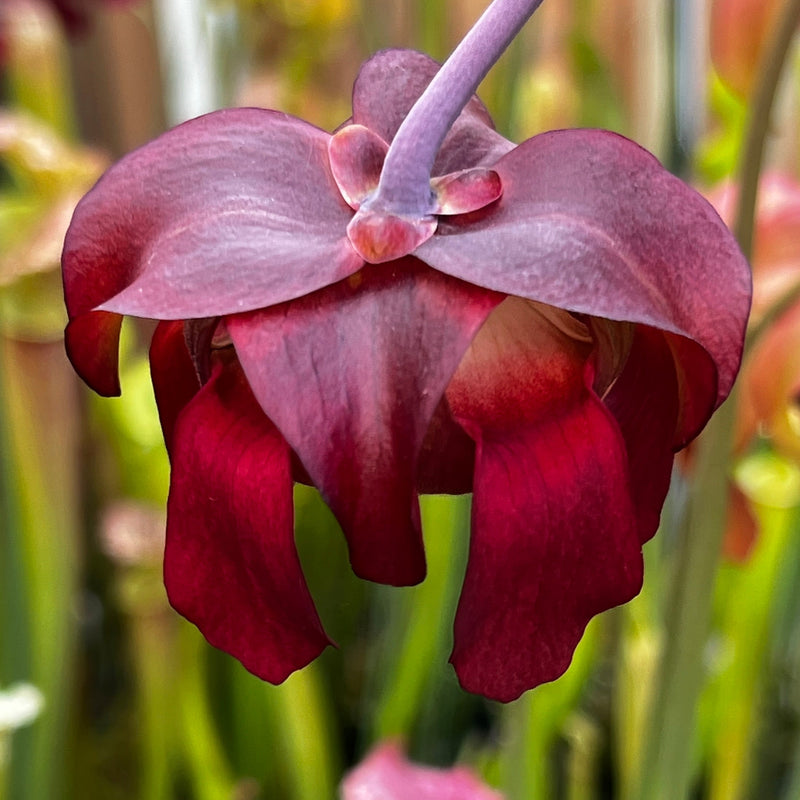 Sarracenia leucophylla var. alba 'Hurricane Creek White' - Clone 5a (Baldwin County, Alabama) MK-L144C