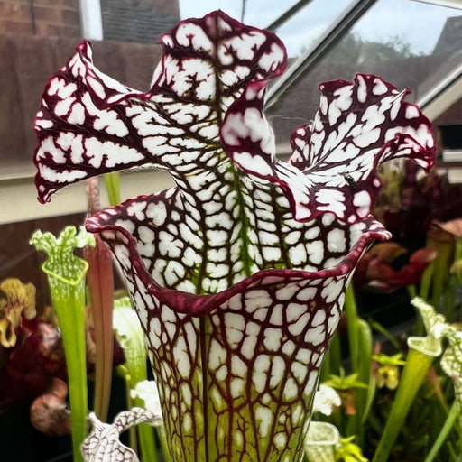 Sarracenia leucophylla 'Bocaza'