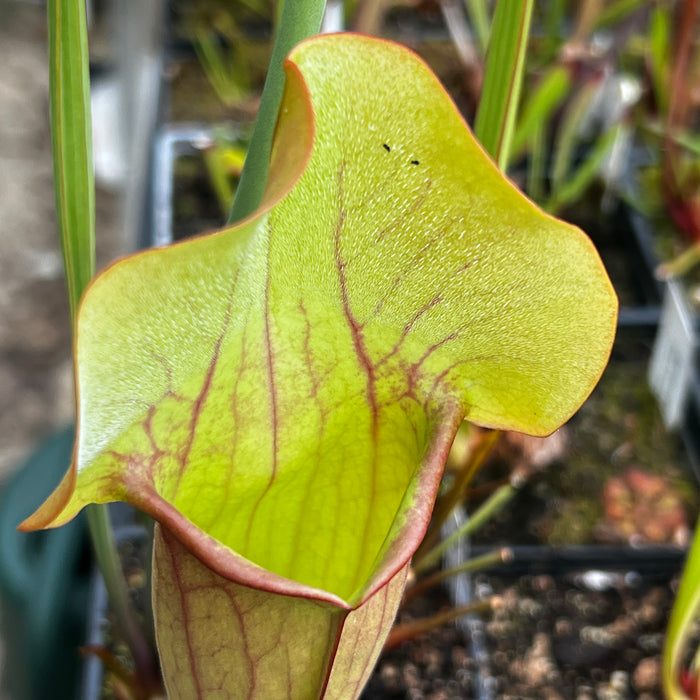 Sarracenia 'True Blood'