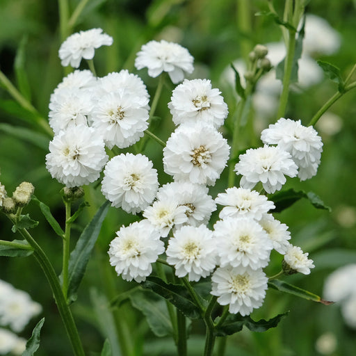 achillea ptarmica the pearl marginal pond plants bp001