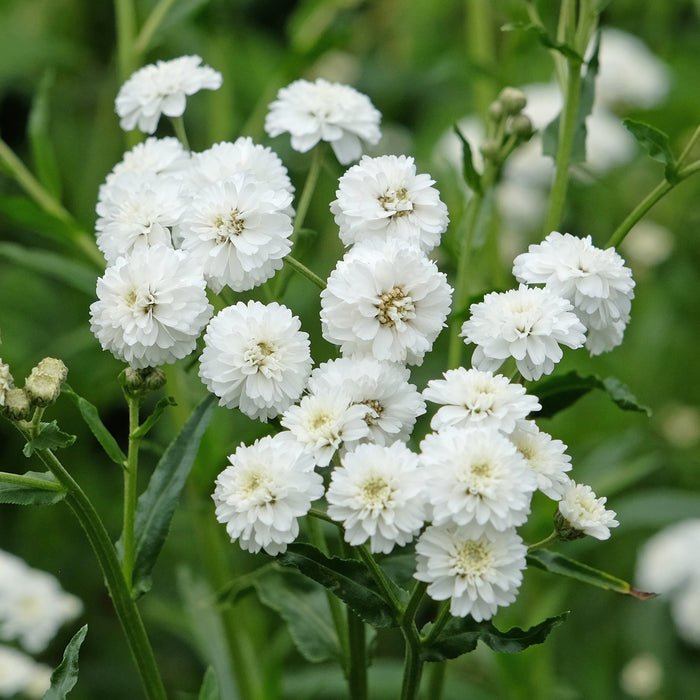 achillea ptarmica the pearl marginal pond plants bp001