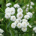 achillea ptarmica the pearl marginal pond plants bp001