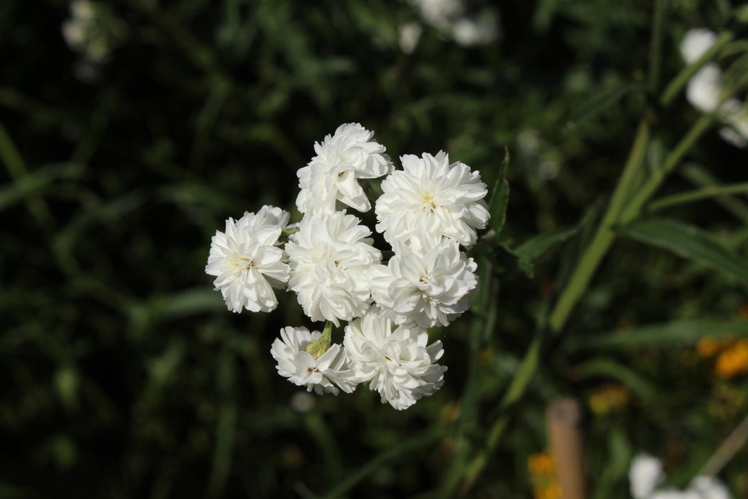 achillea ptarmica the pearl marginal pond plants bp001