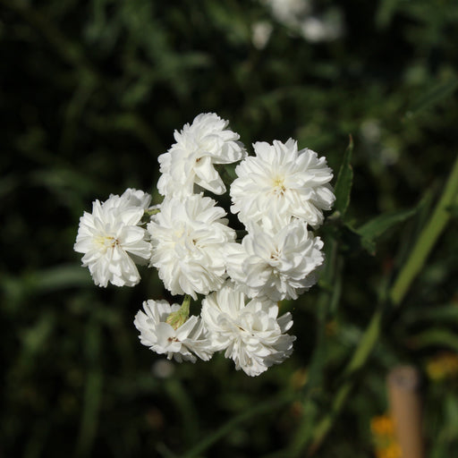 achillea ptarmica the pearl marginal pond plants bp001