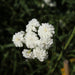 achillea ptarmica the pearl marginal pond plants bp001