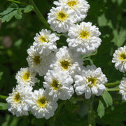 achillea ptarmica the pearl marginal pond plants bp001