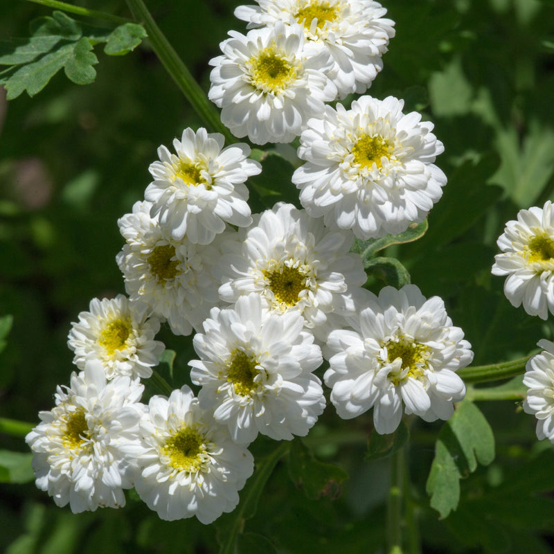 achillea ptarmica the pearl marginal pond plants bp001