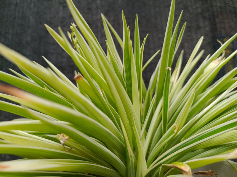 Acorus gramineus 'Pusillus' (Dwarf Slender Sweet Flag)