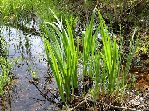 acorus calamus sweet flag marginal pond plants mp001