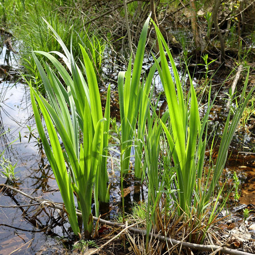 acorus calamus sweet flag marginal pond plants mp001