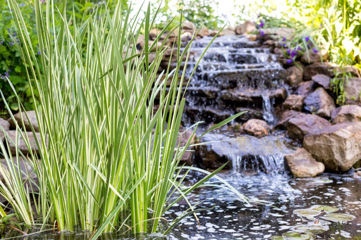 acorus calamus variegated sweet flag marginal pond plants mp002