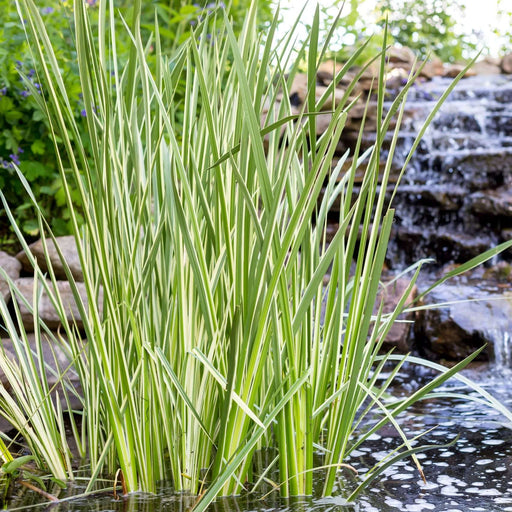 acorus calamus variegated sweet flag marginal pond plants mp002