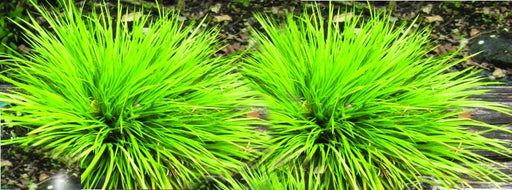 acorus gramineus pusillus marginal pond plants mp005