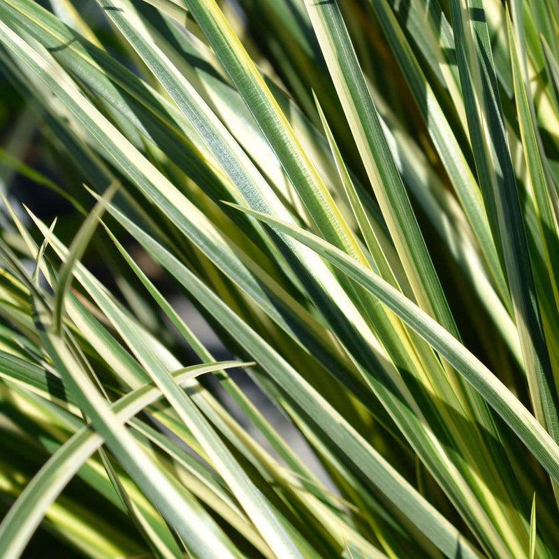 acorus gramineus variegatus variegated marginal pond plants mp003