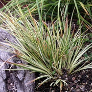 acorus gramineus variegatus variegated marginal pond plants mp003