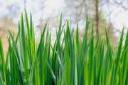 acorus calamus sweet flag marginal pond plants mp001