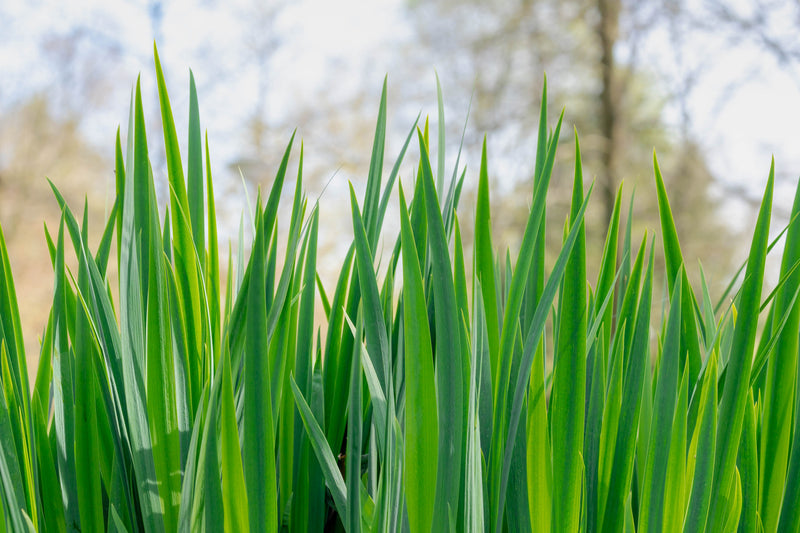 acorus calamus sweet flag marginal pond plants mp001