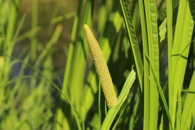 acorus calamus sweet flag marginal pond plants mp001