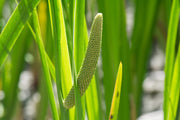 acorus calamus sweet flag marginal pond plants mp001