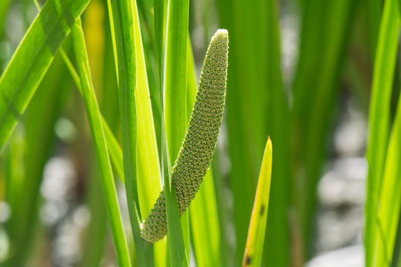 acorus calamus sweet flag marginal pond plants mp001