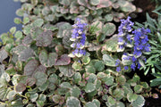 ajuga reptans variegated marginal pond plants bp004