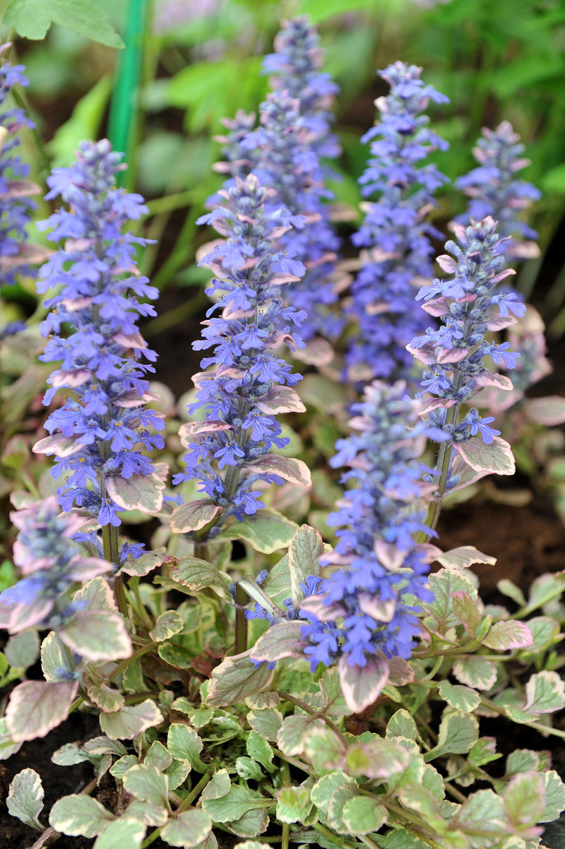 ajuga reptans variegated marginal pond plants bp004