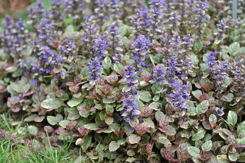 ajuga reptans variegated marginal pond plants bp004