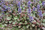 ajuga reptans variegated marginal pond plants bp004