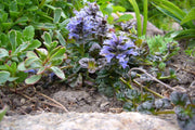 ajuga pyramidalis metallica crispa marginal pond plants bp002