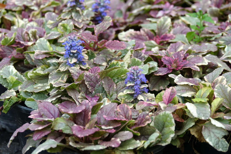 ajuga reptans burgundy glow marginal pond plants bp003