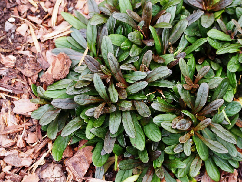 ajuga reptans chocolate marginal pond plants bp003a