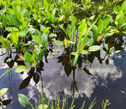 alisma plantago aquatica water plantain marginal pond plants mp008