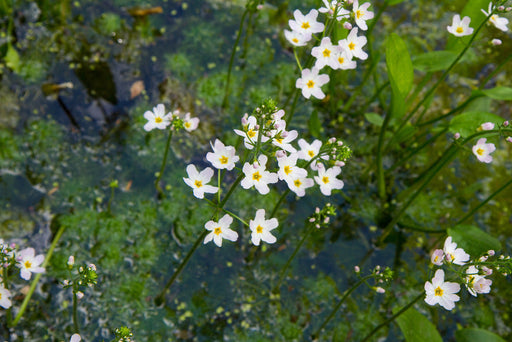 alisma plantago aquatica water plantain marginal pond plants mp008