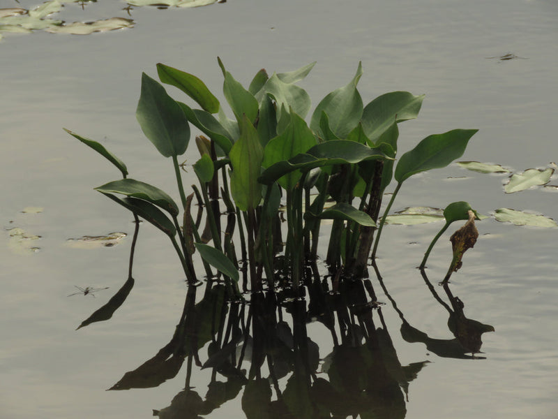 alisma plantago aquatica water plantain marginal pond plants mp008
