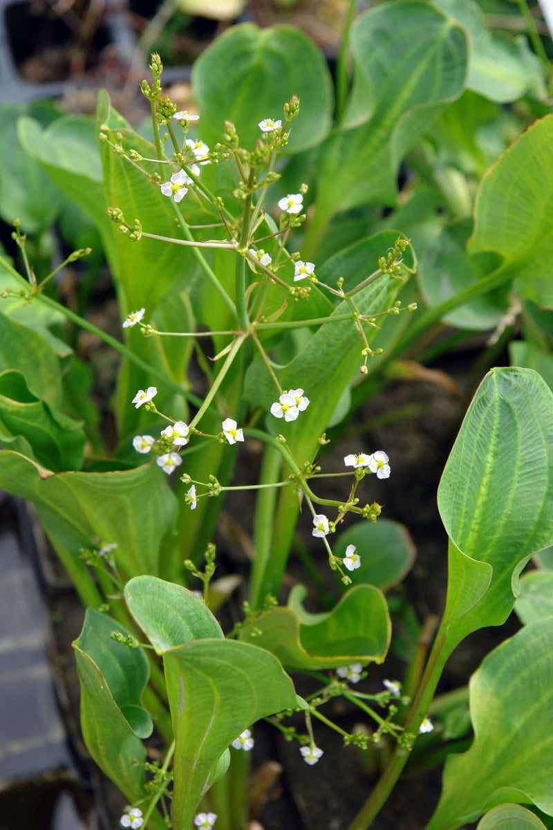 alisma parviflorum american plantain marginal pond plants mp007