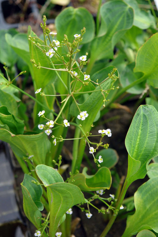 alisma parviflorum american plantain marginal pond plants mp007