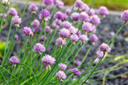 allium schoenoprasum chives marginal pond plants bp005