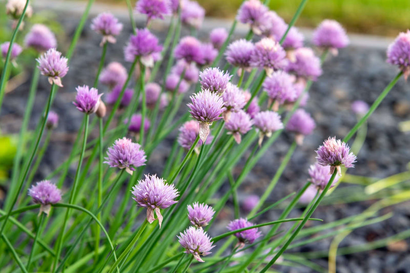 allium schoenoprasum chives marginal pond plants bp005