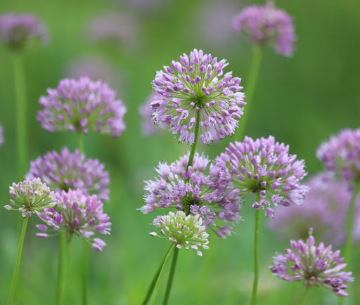 allium angulosum chives marginal pond plants bp005a