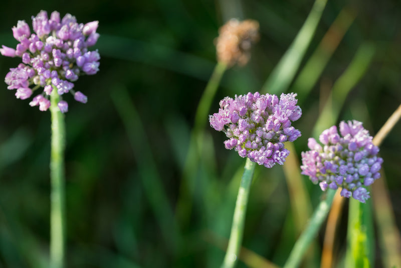 allium angulosum chives marginal pond plants bp005a