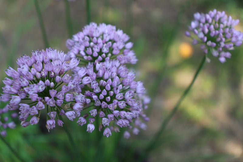 allium angulosum chives marginal pond plants bp005a