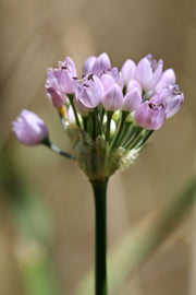 allium angulosum chives marginal pond plants bp005a