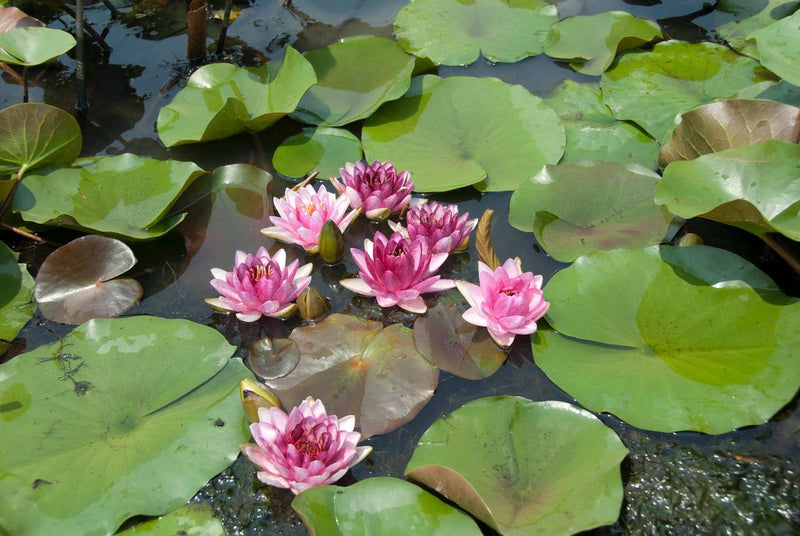 Nymphaea 'Perry's Almost Black'