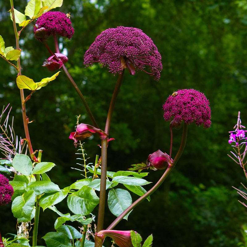 angelica gigas marginal pond plants bp008