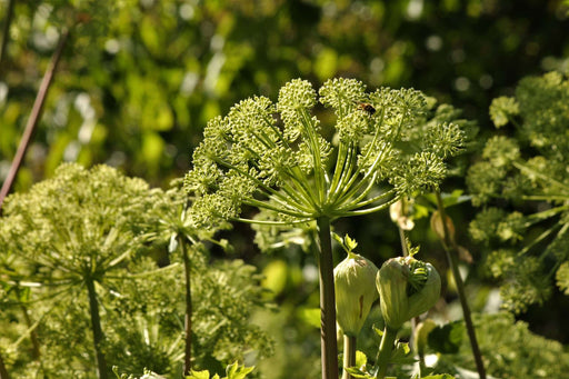 angelica archangelica marginal pond plants bp007