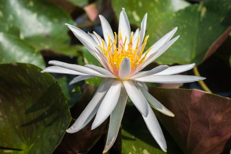 Nymphaea 'Arcenciel'