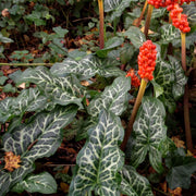 arum italicum marginal pond plants bp009
